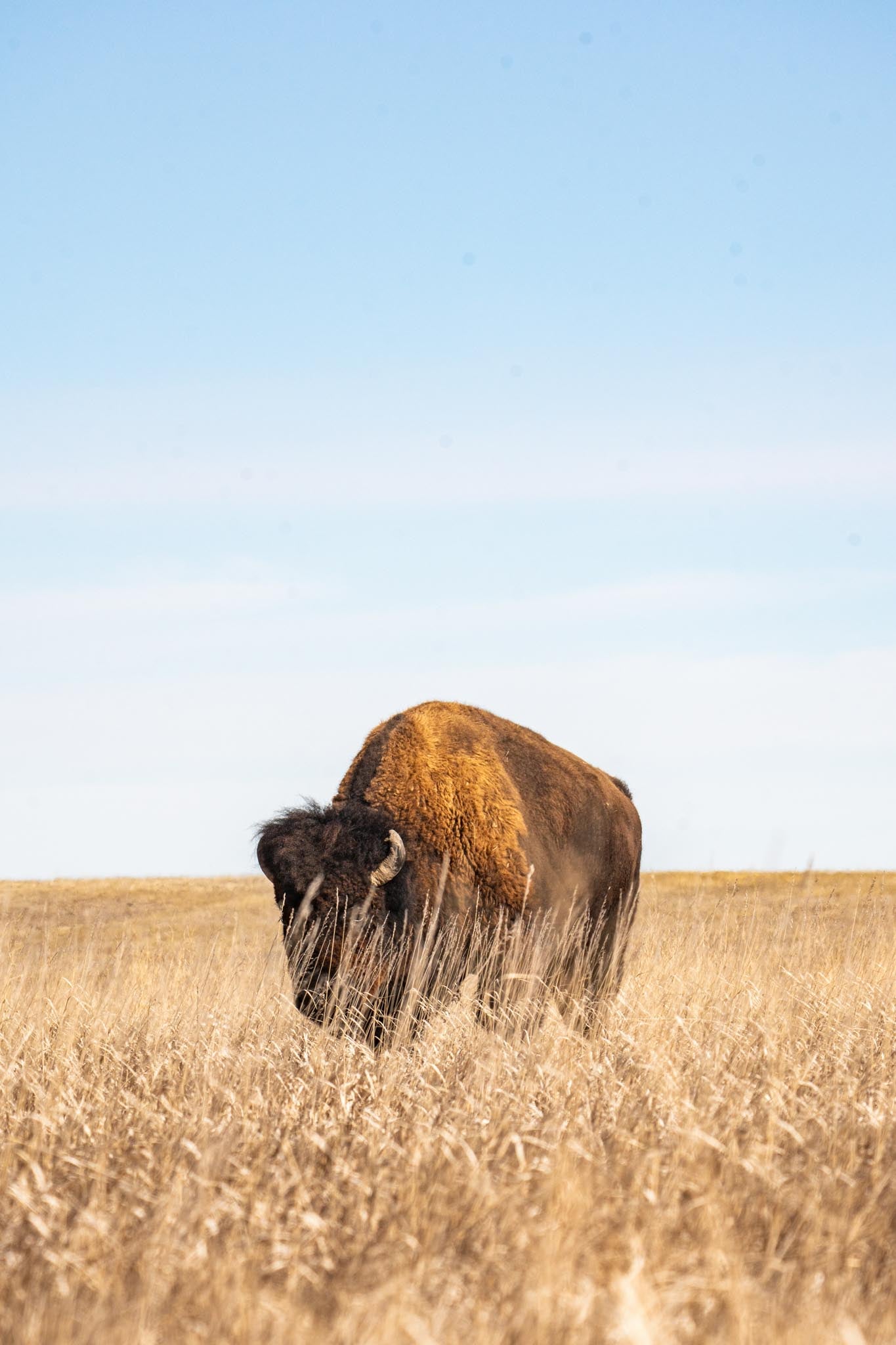 Buffalo