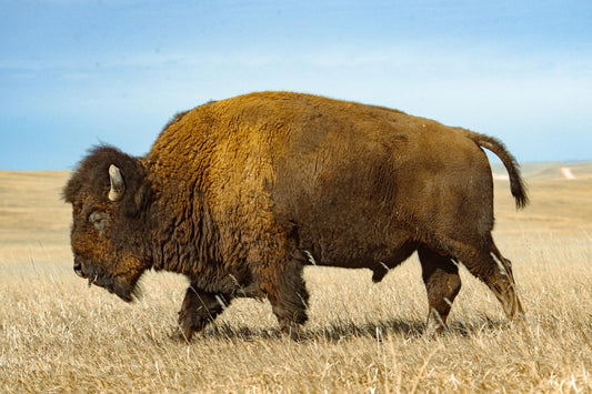 Buffalo 2